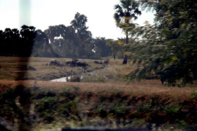 campo (31)  LEADOR BOSQUE